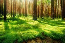 -从维也纳到巴黎，迪巴拉奥运赛场独舞，映射曼联复兴的唯一密钥