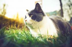 英雄联盟总决赛-绝境闯入，锡安扛起马刺新王旗帜，踩碎广厦最后反扑