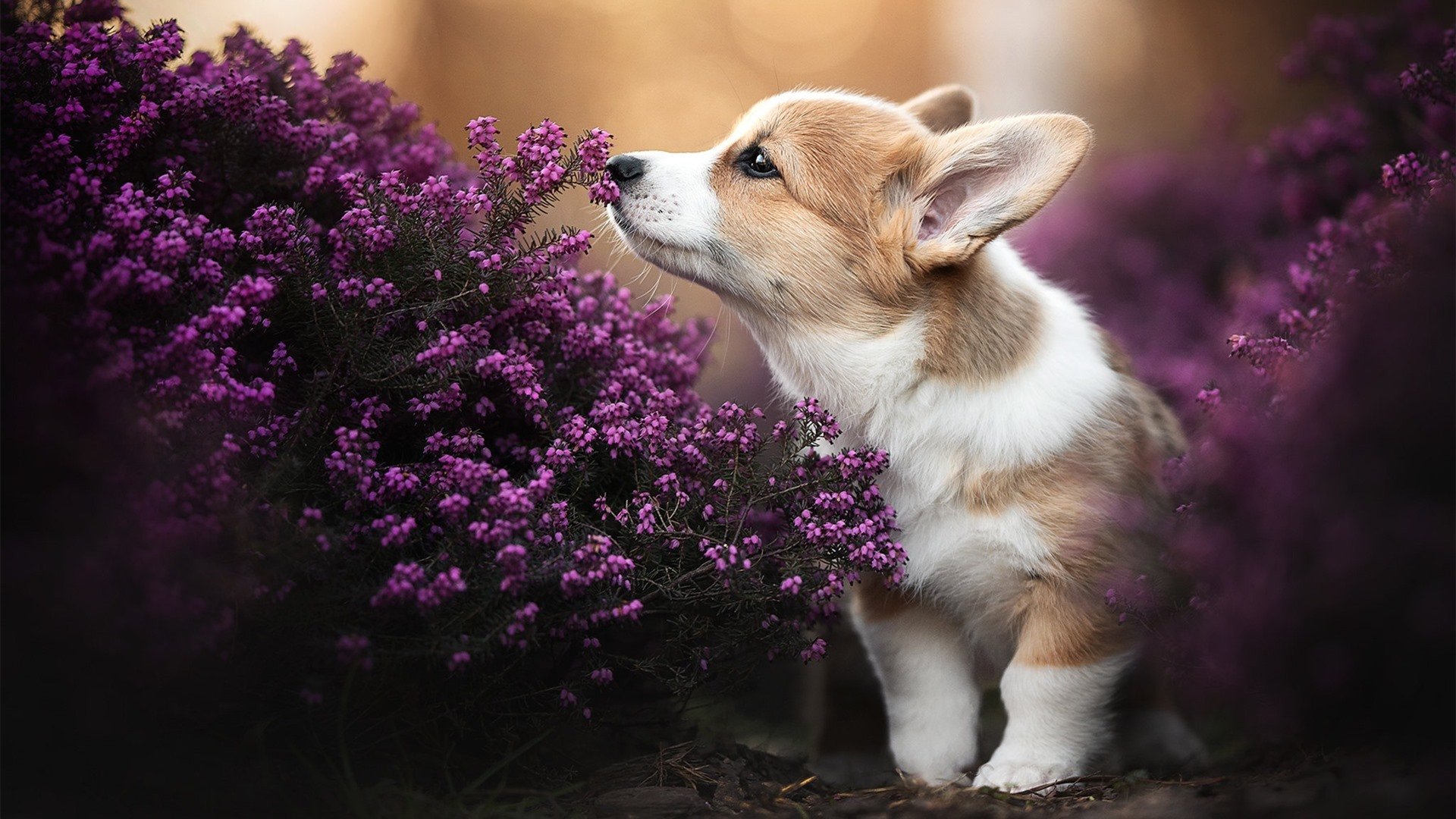 意甲焦点战的防守哲学，森林狼如何用锁死深圳队诠释现代防守