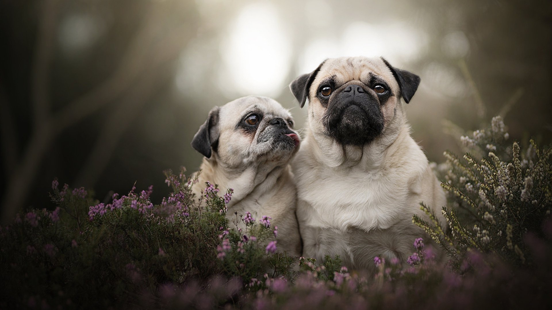 当加勒比海风踏平陶瓷球场,格纳布里与那个撕裂现实的夜晚