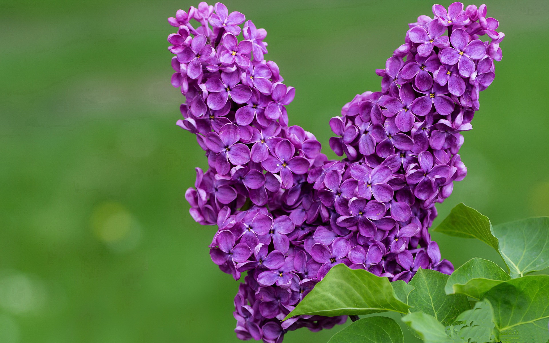 分野与共鸣，当国家德比的悬念，遇上灰熊的确定性