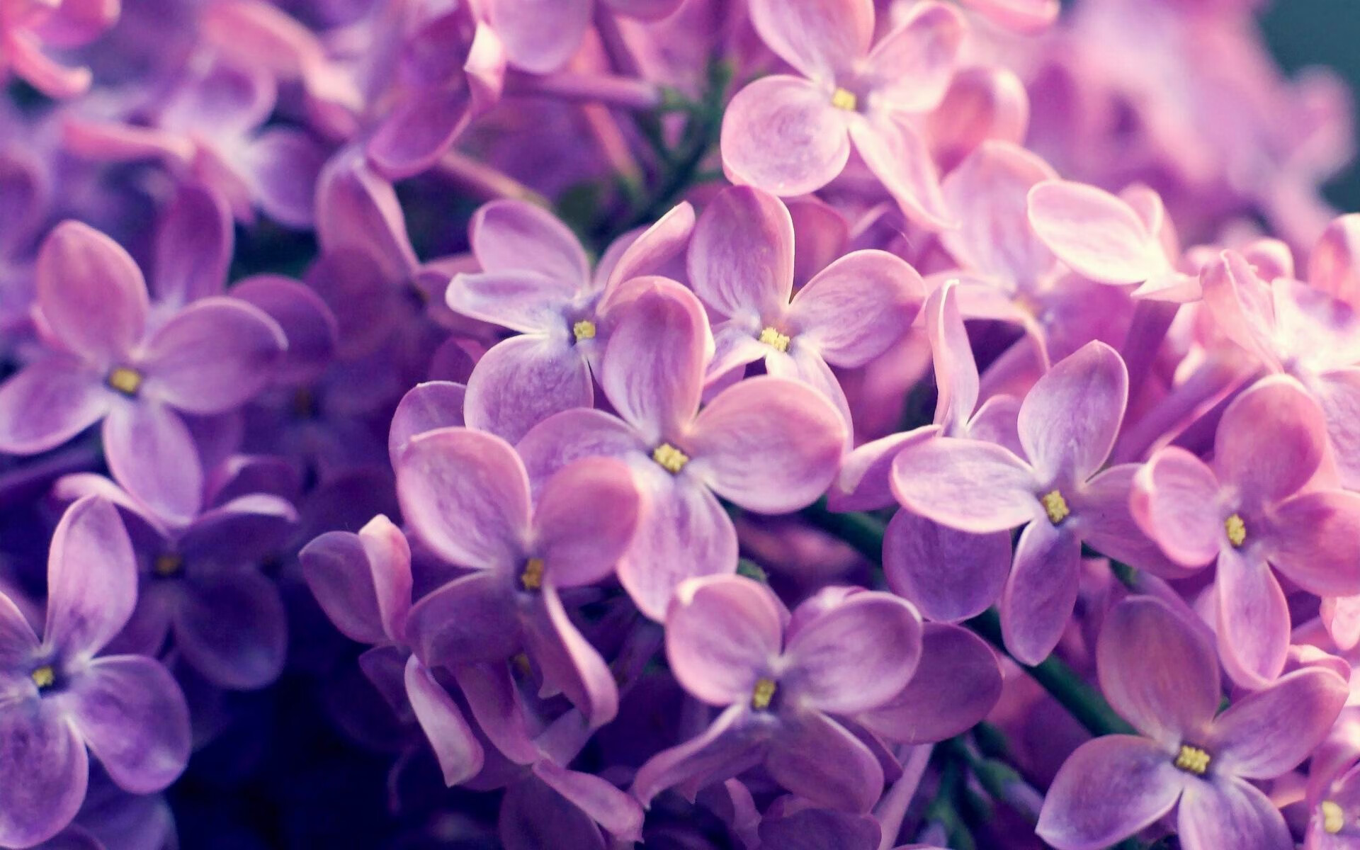 西亚卡姆摧枯拉朽轰碎爵士铁闸，篮网攻防一体奏响冰火反差狂想曲