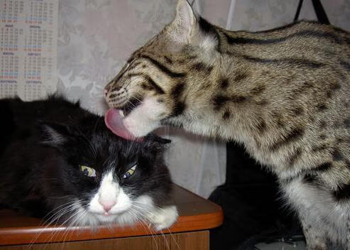 从爆冷到连续剧,日本足球的进化论—2026世界杯焦点战剖析