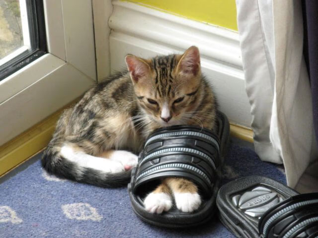 史上首次！魔术魔法破解辽宁重剑，世界排名争夺战现惊天变局