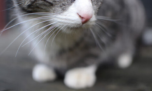 极限赛道与硬木地板的共鸣之夜,当F1冠军尘埃落定,武切维奇定义胜利