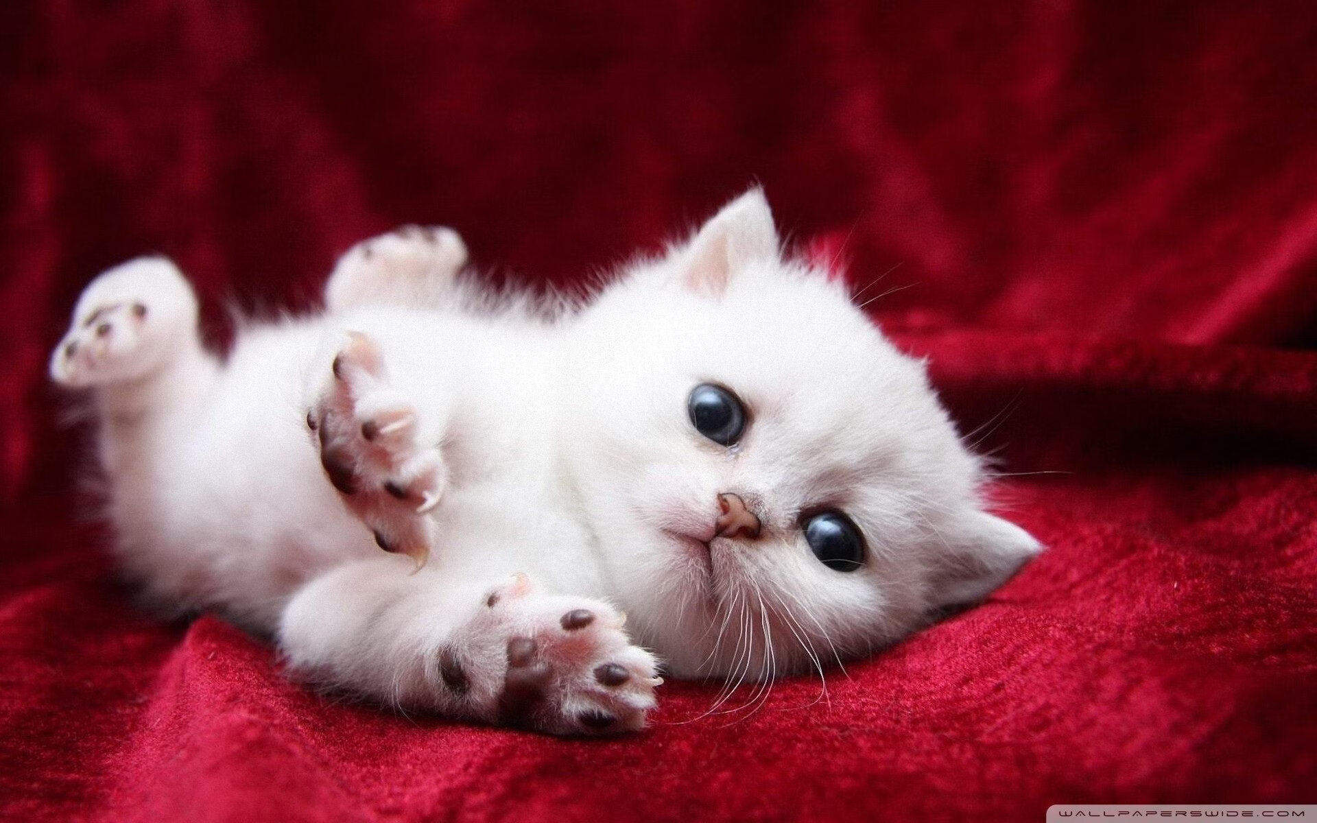 美加墨世界杯魔幻联动之夜,广厦队为何连夜订票飞往掘金主场?