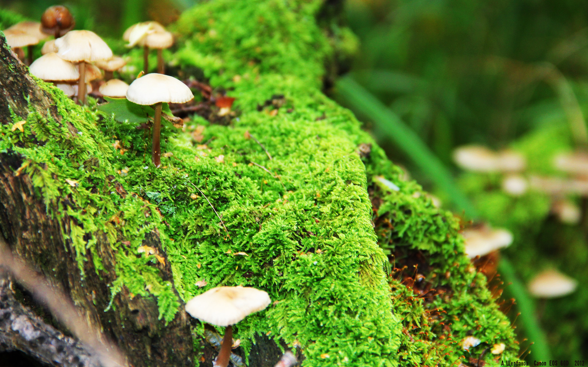 悬崖边的守夜人,杰伦·格林用双刃封存雷霆的最后曙光