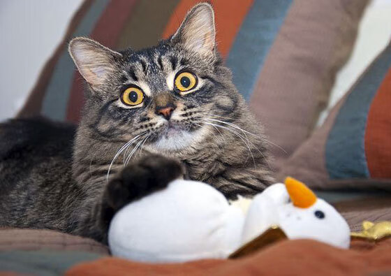 秒针的尊严，当克里斯·保罗成为时间的化身