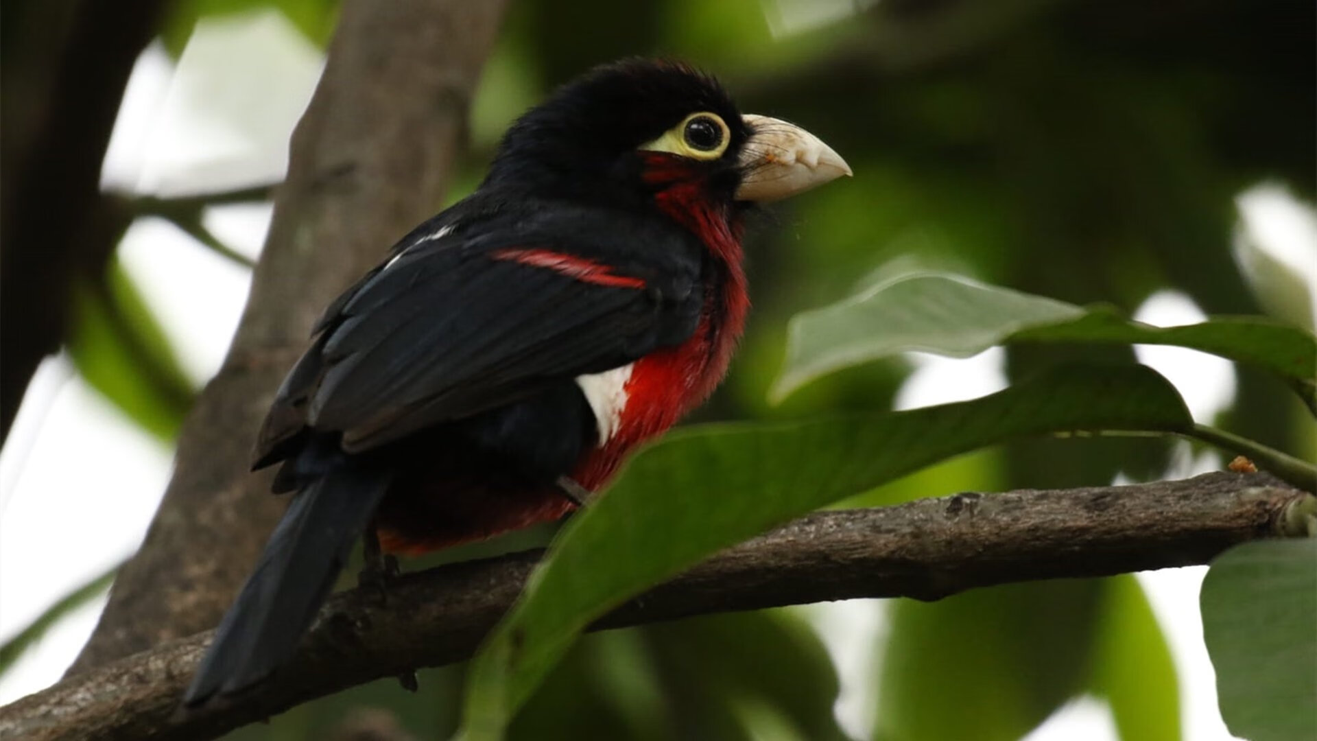 班凯罗舞台越大越强，尼克斯用最纽约的方式一波流带走绿军