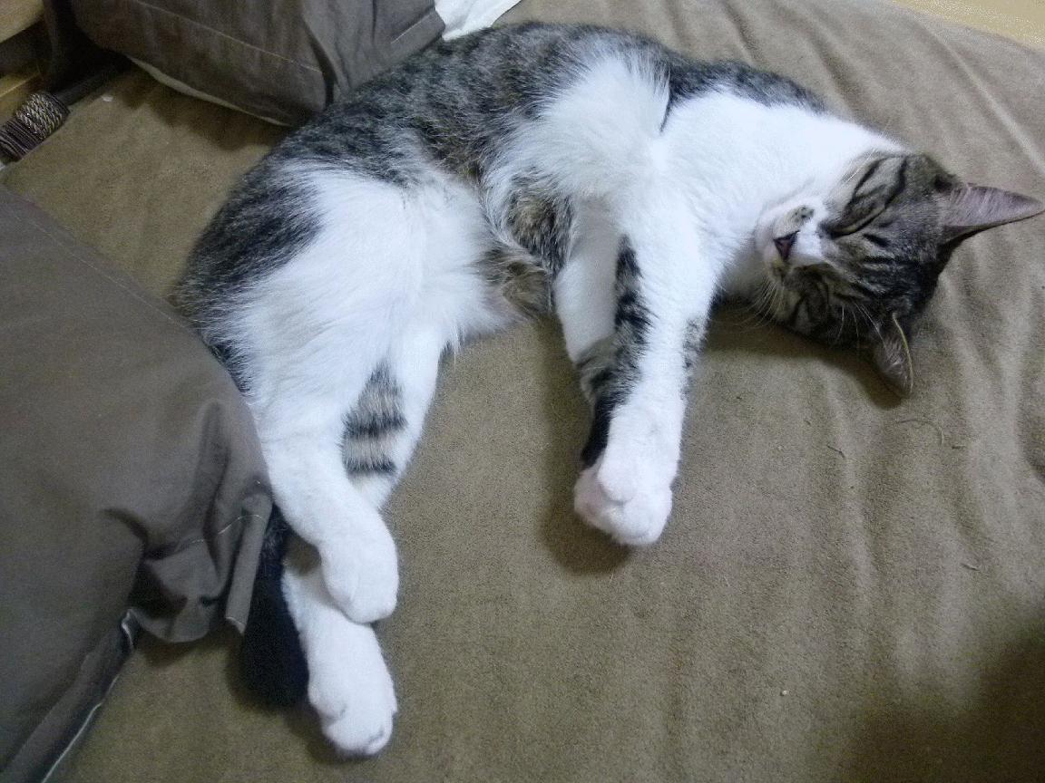 速度与荣耀，F1揭幕战与希腊险胜阿森纳的双重悬念